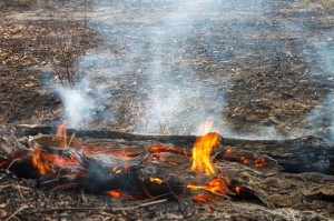 Wood burning and forest fire.